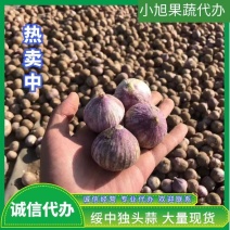 绥中紫皮独头蒜上市，通货精品都有货，产地直销按需分拣