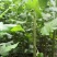 直销3804/2025纯白杨，杨树苗及种条段。