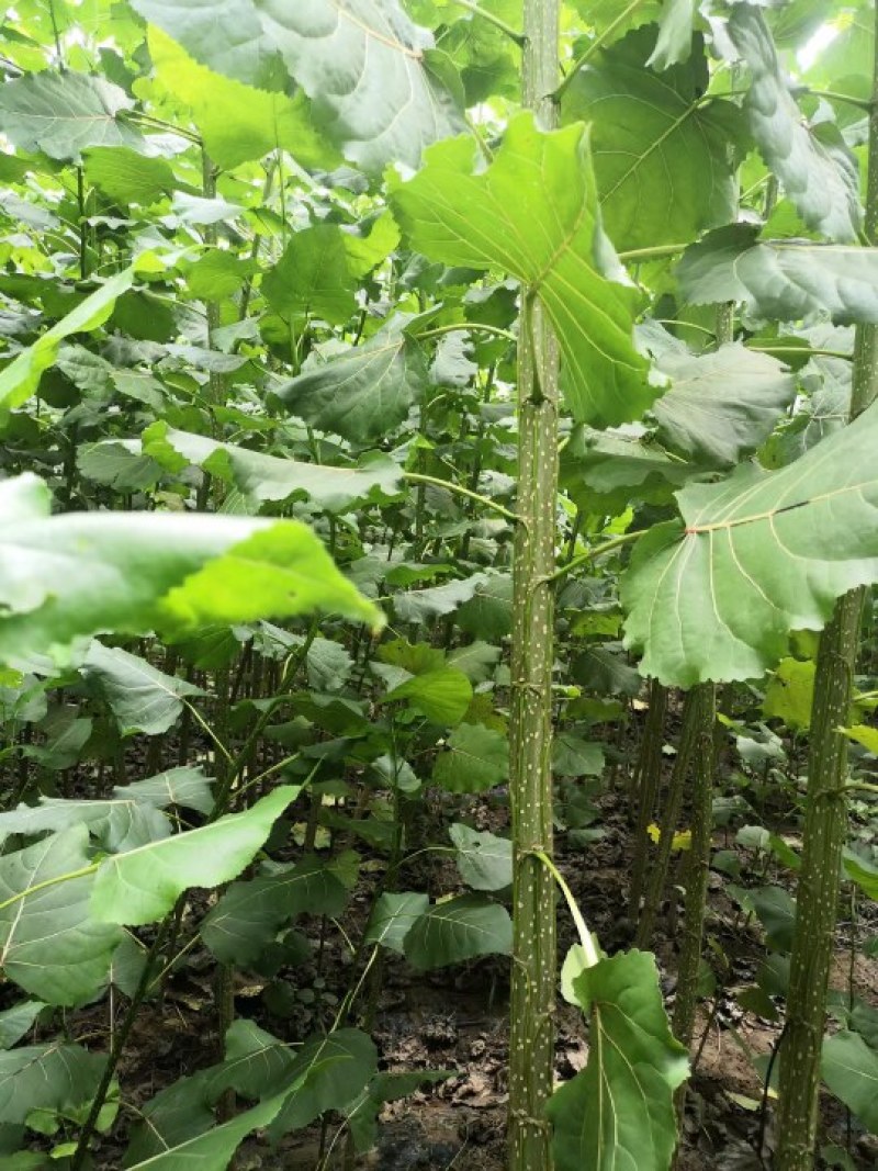 直销3804/2025纯白杨，杨树苗及种条段。