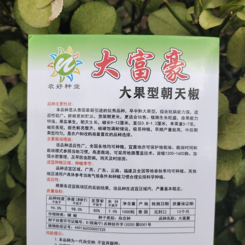 厂家直销朝天椒种子大果型泰国引进朝天椒种子热销品种果硬