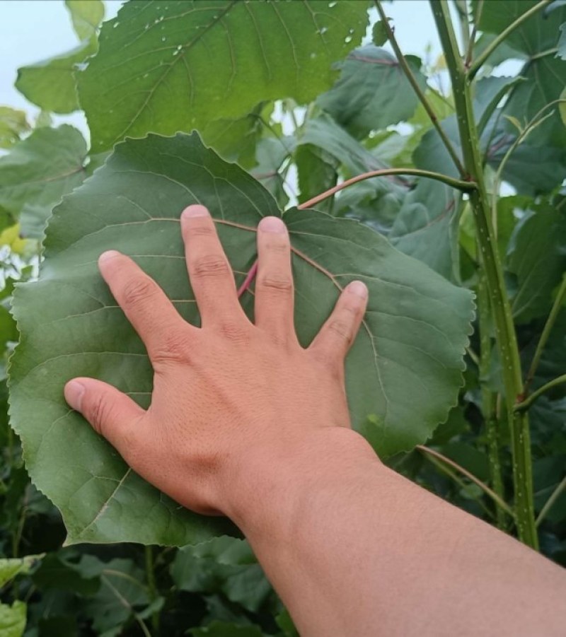 直销3804/2025纯白杨，杨树苗及种条段。