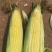 水果玉米218，新甜六上市，基地供应，量大质优