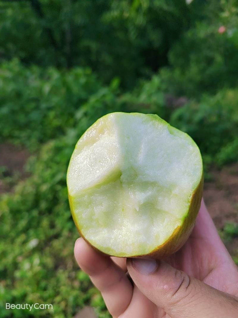 预售。欢迎老板们的光临华硕苹果很快就上市了有需要的可联系