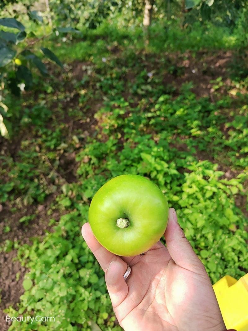 预售。欢迎老板们的光临华硕苹果很快就上市了有需要的可联系