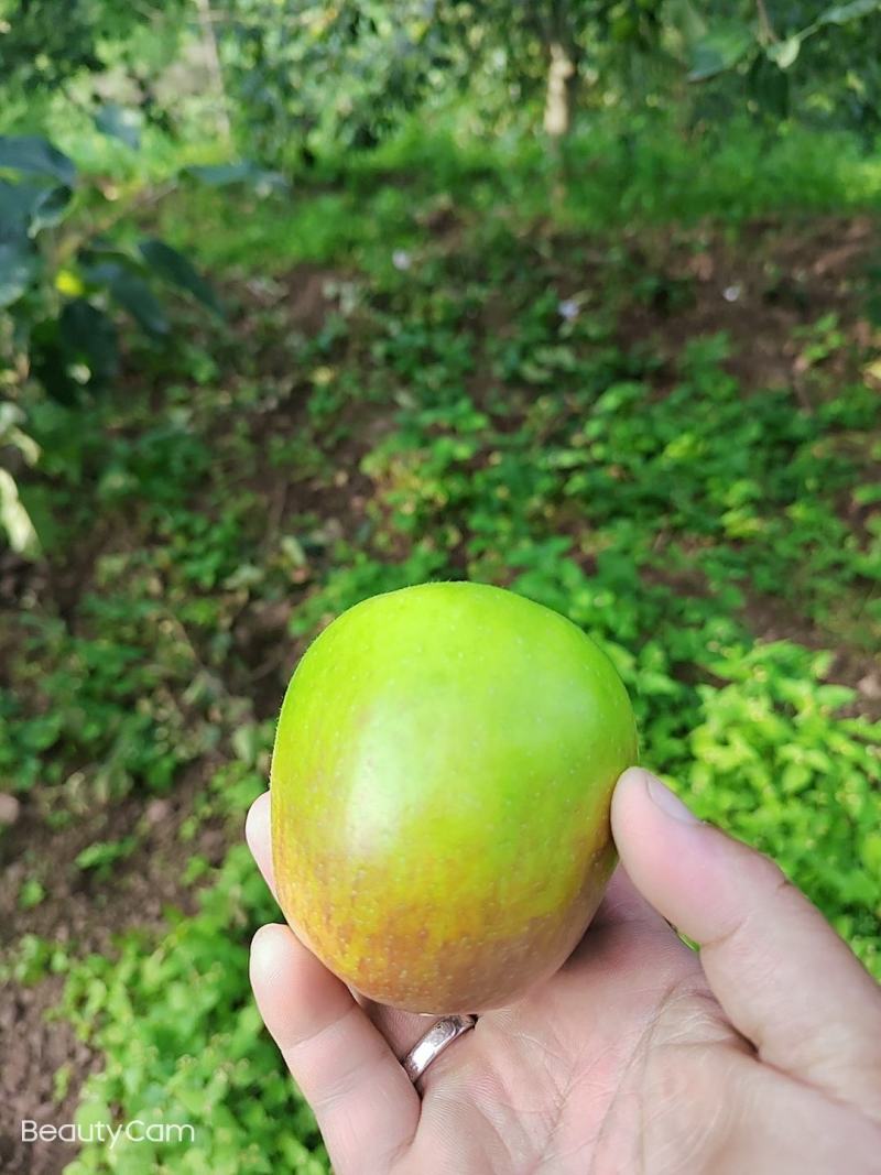 预售。欢迎老板们的光临华硕苹果很快就上市了有需要的可联系