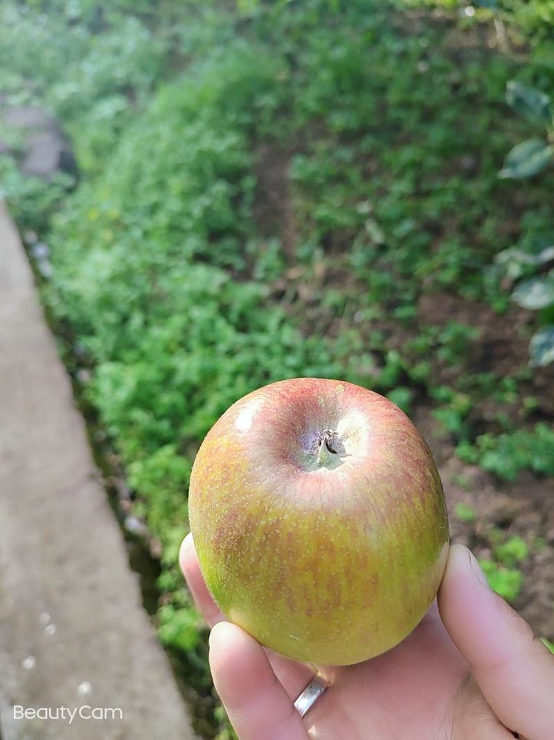 预售。欢迎老板们的光临华硕苹果很快就上市了有需要的可联系