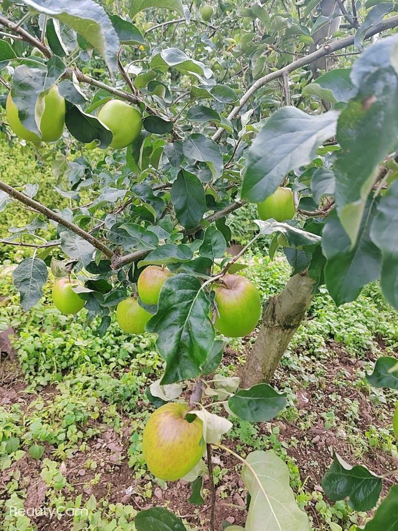 预售。欢迎老板们的光临华硕苹果很快就上市了有需要的可联系