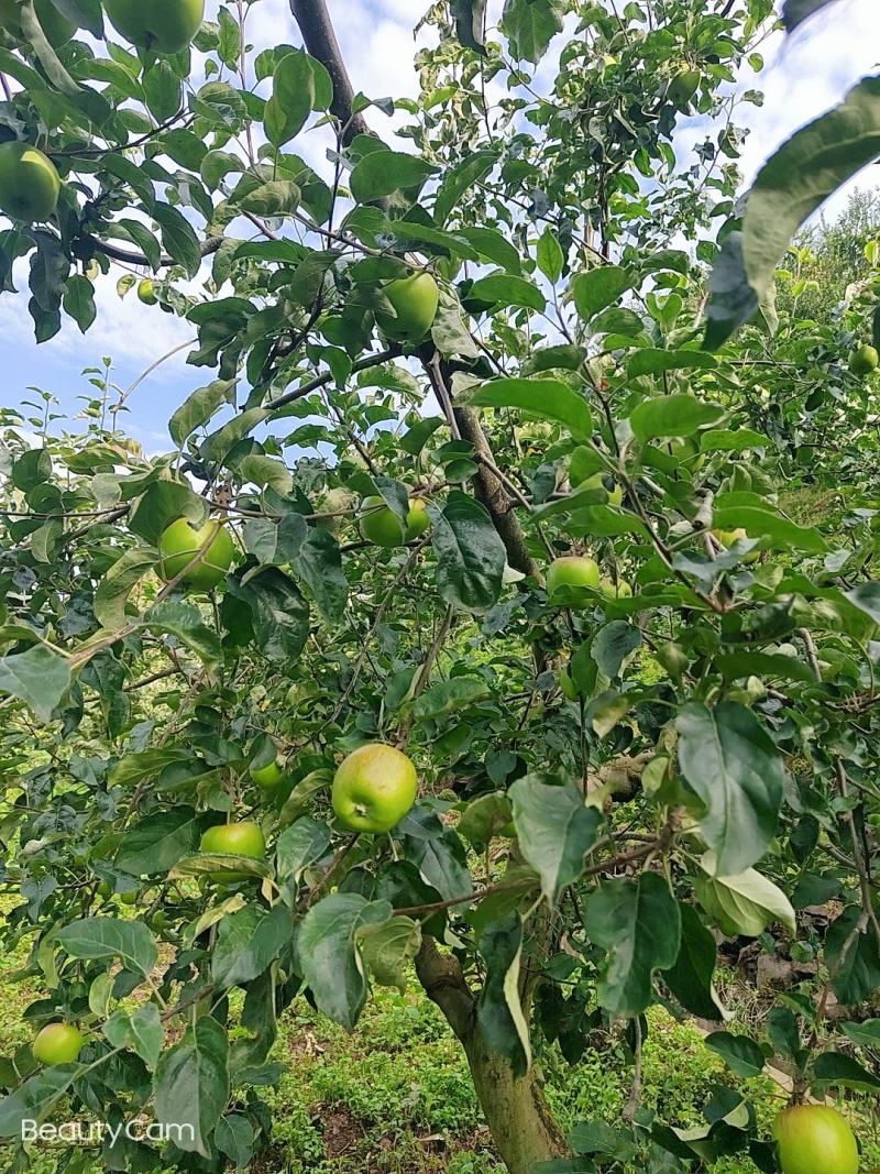 预售。欢迎老板们的光临华硕苹果很快就上市了有需要的可联系