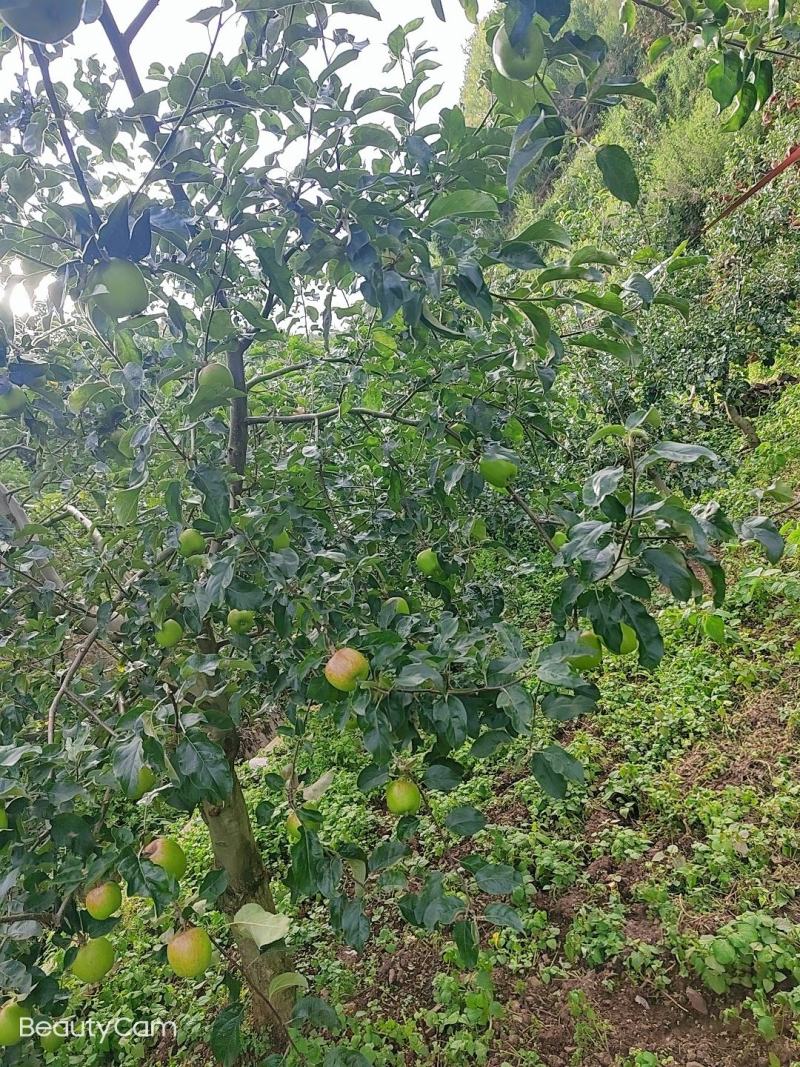 预售。欢迎老板们的光临华硕苹果很快就上市了有需要的可联系