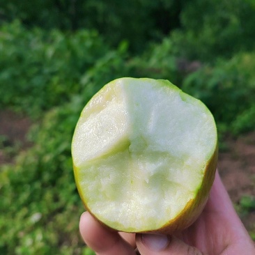 预售。欢迎老板们的光临华硕苹果很快就上市了有需要的可联系
