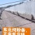 正宗东北纯土豆粉条，粉面子批发，零售。绿色天然，土豆粉条