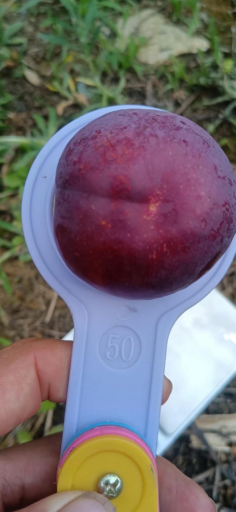 赤水镇水果生产基地直供，品种多，欢迎老板下单采购