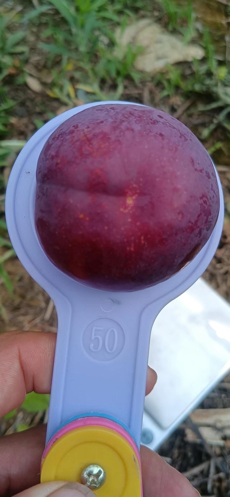 赤水镇水果生产基地直供，品种多，欢迎老板下单采购