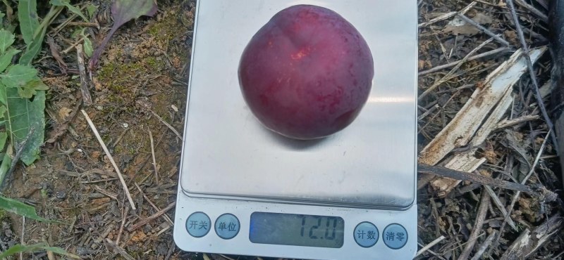 赤水镇水果生产基地直供，品种多，欢迎老板下单采购