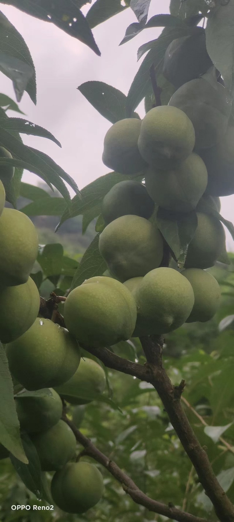 赤水镇水果生产基地直供，品种多，欢迎老板下单采购