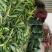 水果玉米黄米粒基地种植一手货源