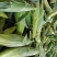 水果玉米黄米粒基地种植一手货源