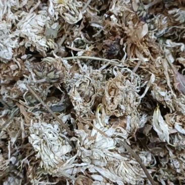 本地菊花，无硫大量上市货干欢迎新老顾客咨询