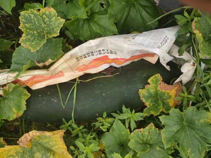 本地黑皮地冬瓜要的老板联系
