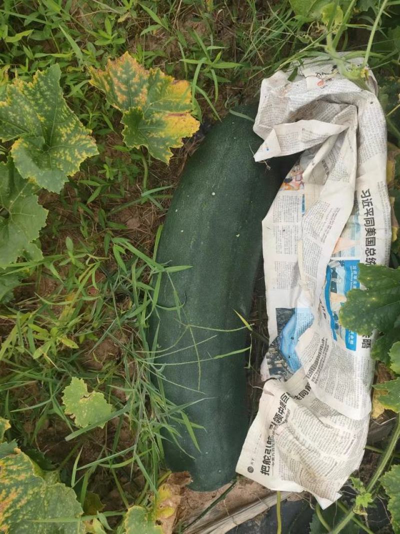 本地黑皮地冬瓜要的老板联系