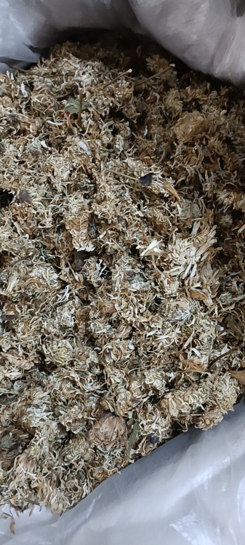 本地菊花，无硫大量上市货干欢迎新老顾客咨询