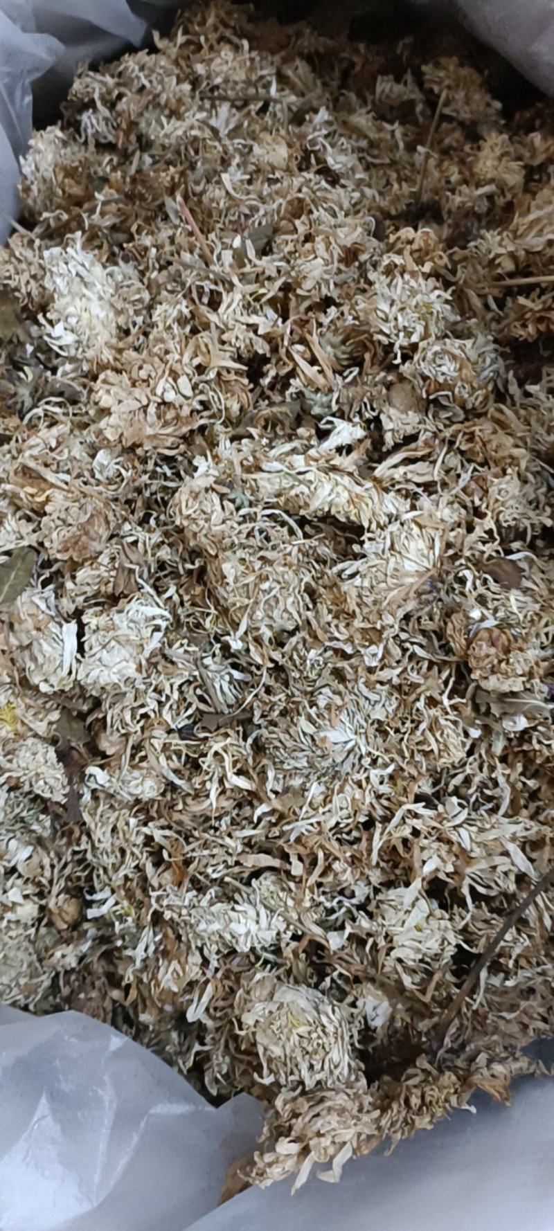 本地菊花，无硫大量上市货干欢迎新老顾客咨询