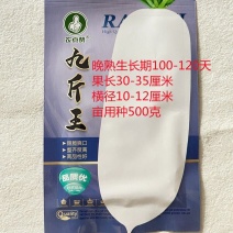 九斤王大白萝卜种子耐寒耐湿白皮水果萝卜种籽秋冬季农家蔬菜
