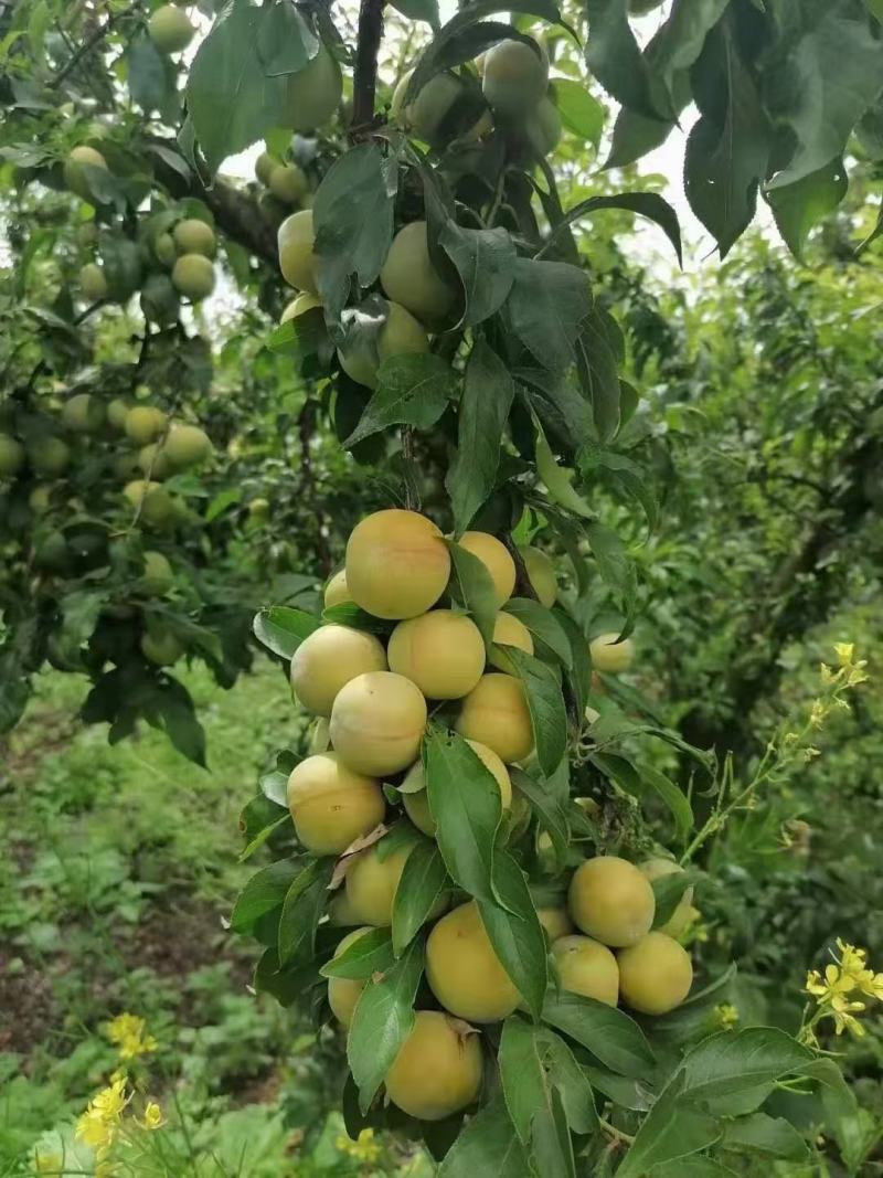 甜度高