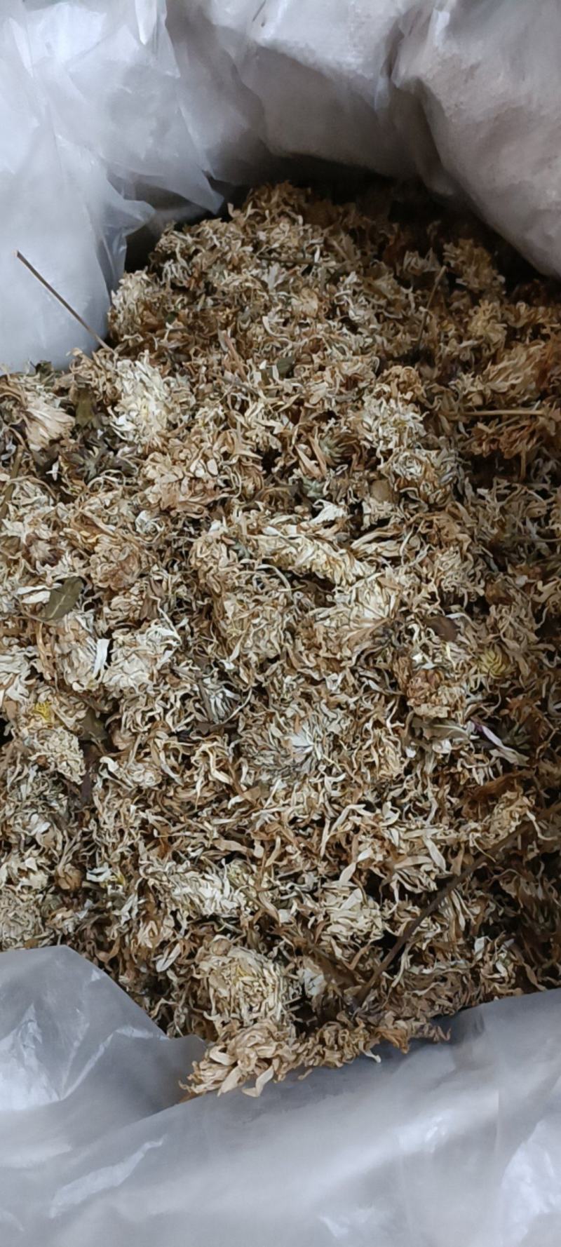 本地菊花，无硫大量上市货干欢迎新老顾客咨询