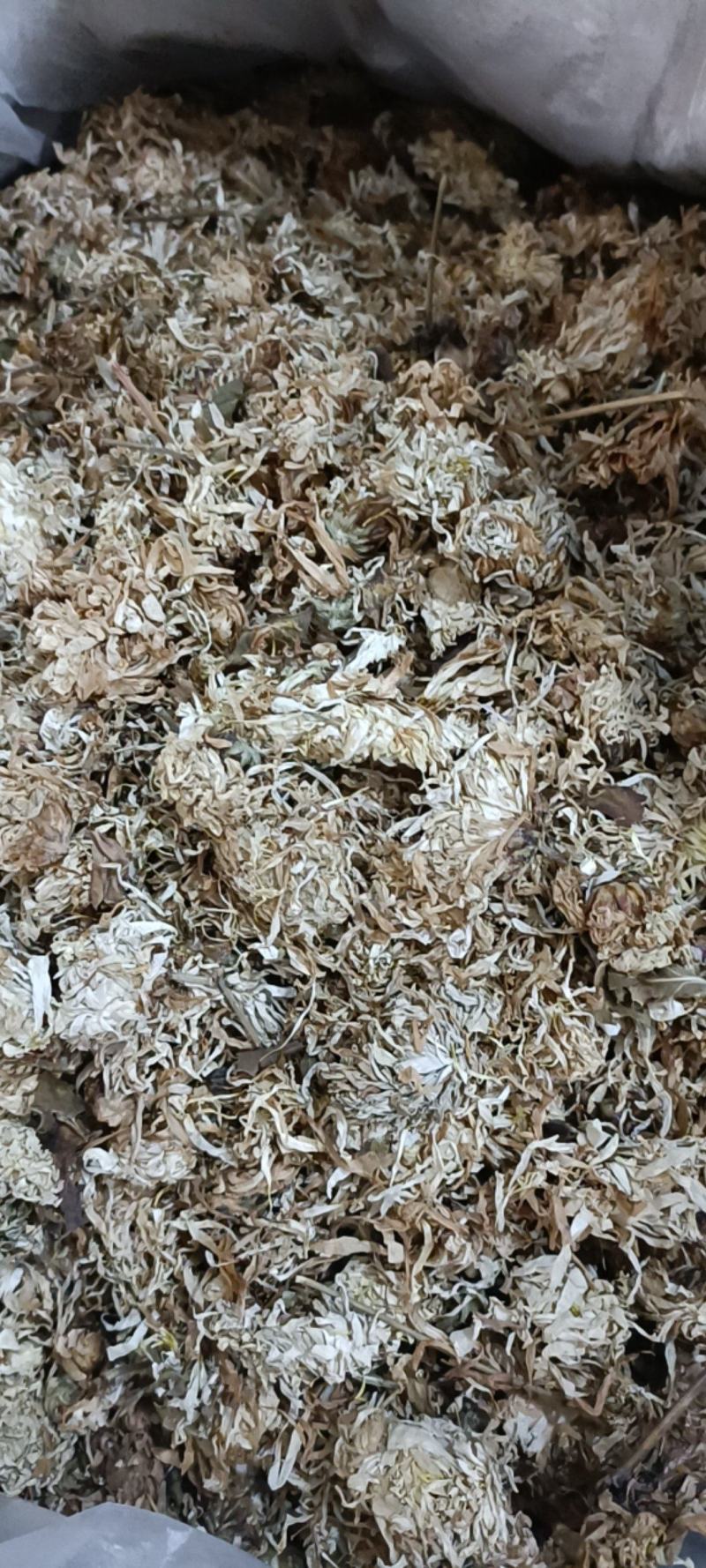 本地菊花，无硫大量上市货干欢迎新老顾客咨询