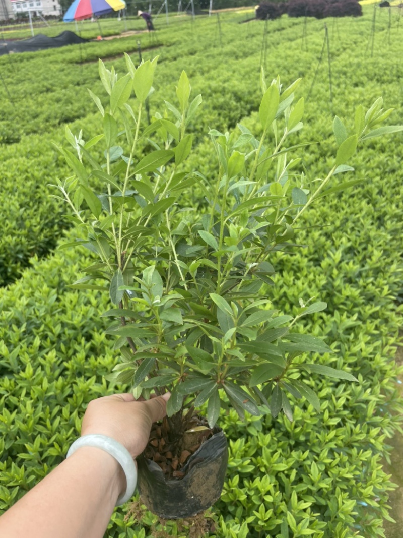 基地现大量供应杜鹃大杯，苗子叶水漂亮不脱脚