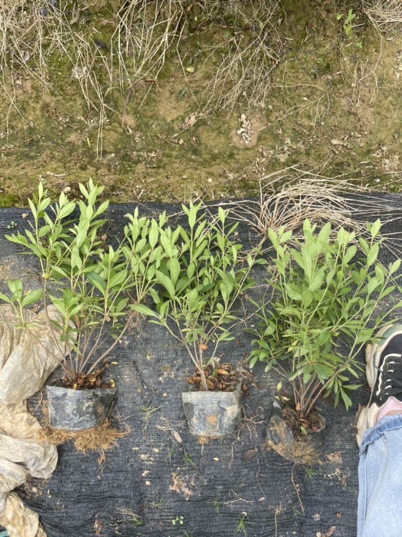 基地现大量供应杜鹃大杯，苗子叶水漂亮不脱脚