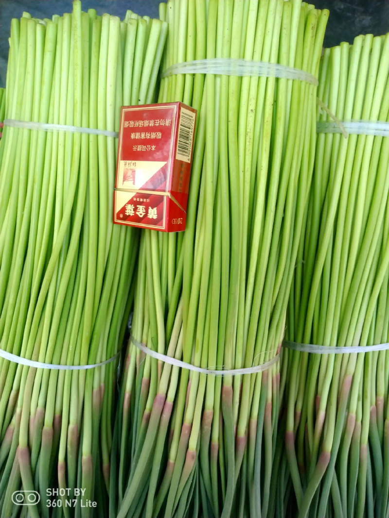 【优选】红帽蒜苔蒜薹现货对接市场电商商超