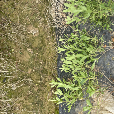 基地现大量供应杜鹃大杯，苗子叶水漂亮不脱脚