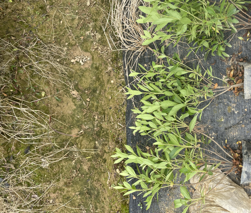 基地现大量供应杜鹃大杯，苗子叶水漂亮不脱脚