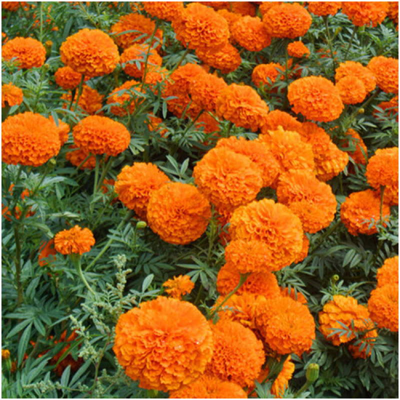 新万寿菊种子臭芙蓉万寿灯蜂窝菊臭菊花蝎子菊金菊花春秋播种