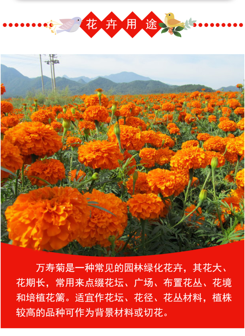 新万寿菊种子臭芙蓉万寿灯蜂窝菊臭菊花蝎子菊金菊花春秋播种