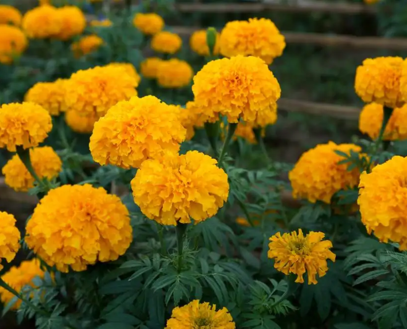 新万寿菊种子臭芙蓉万寿灯蜂窝菊臭菊花蝎子菊金菊花春秋播种