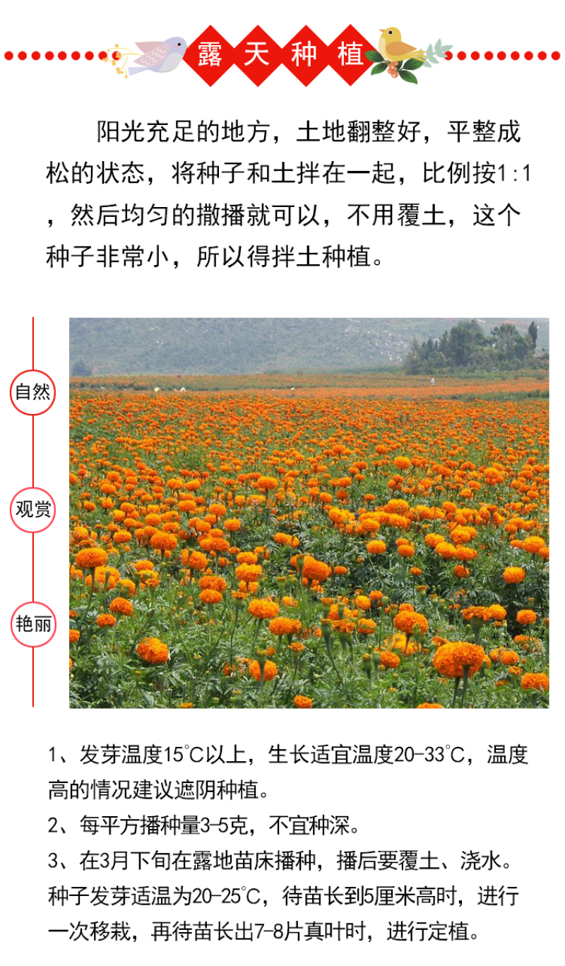 新万寿菊种子臭芙蓉万寿灯蜂窝菊臭菊花蝎子菊金菊花春秋播种