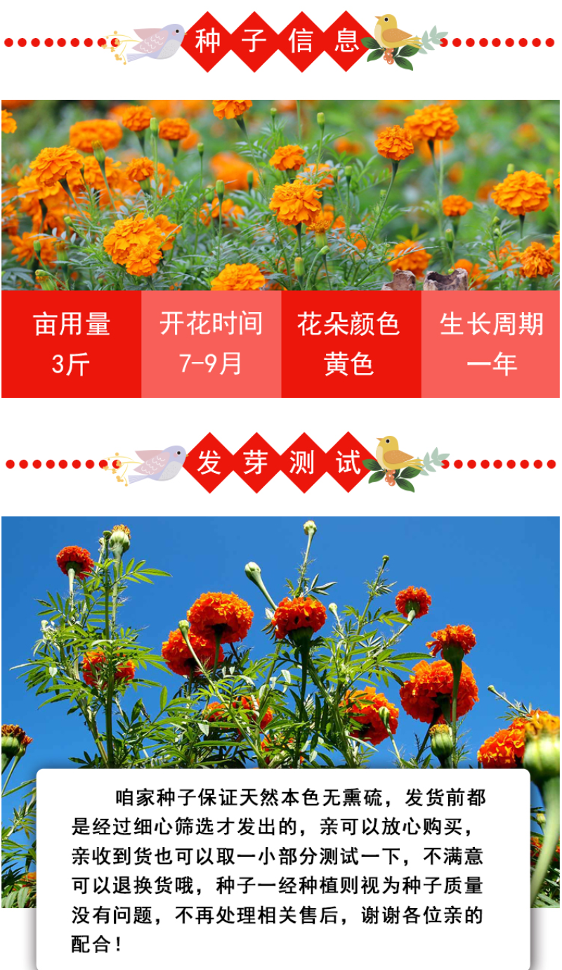 新万寿菊种子臭芙蓉万寿灯蜂窝菊臭菊花蝎子菊金菊花春秋播种