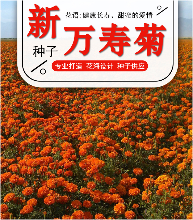 新万寿菊种子臭芙蓉万寿灯蜂窝菊臭菊花蝎子菊金菊花春秋播种