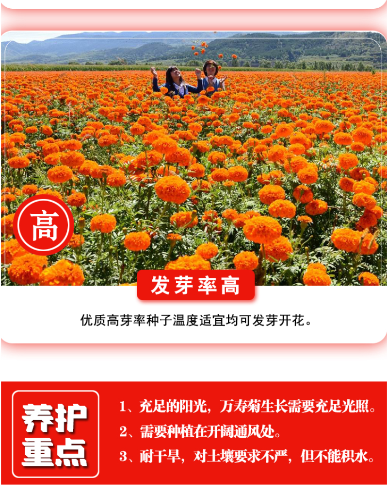 新万寿菊种子臭芙蓉万寿灯蜂窝菊臭菊花蝎子菊金菊花春秋播种