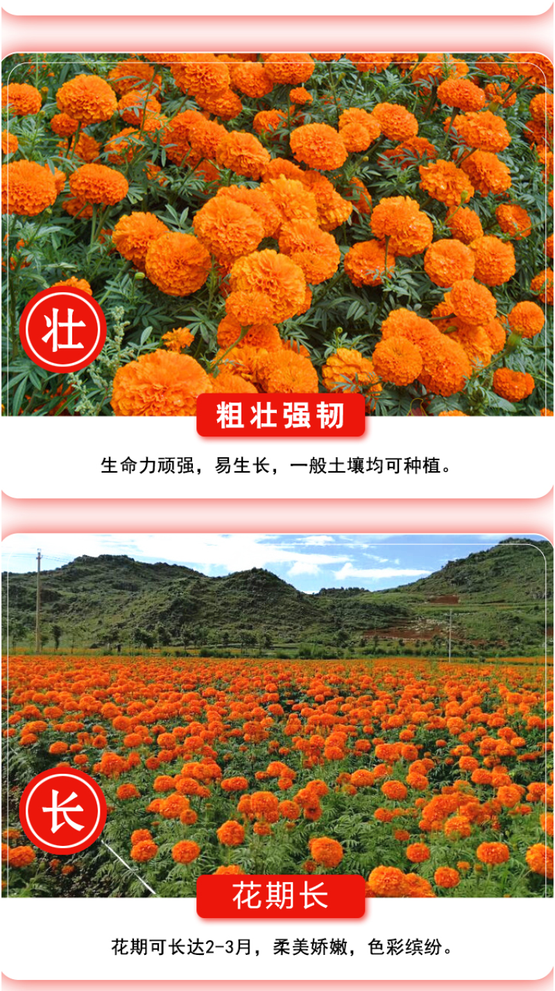新万寿菊种子臭芙蓉万寿灯蜂窝菊臭菊花蝎子菊金菊花春秋播种