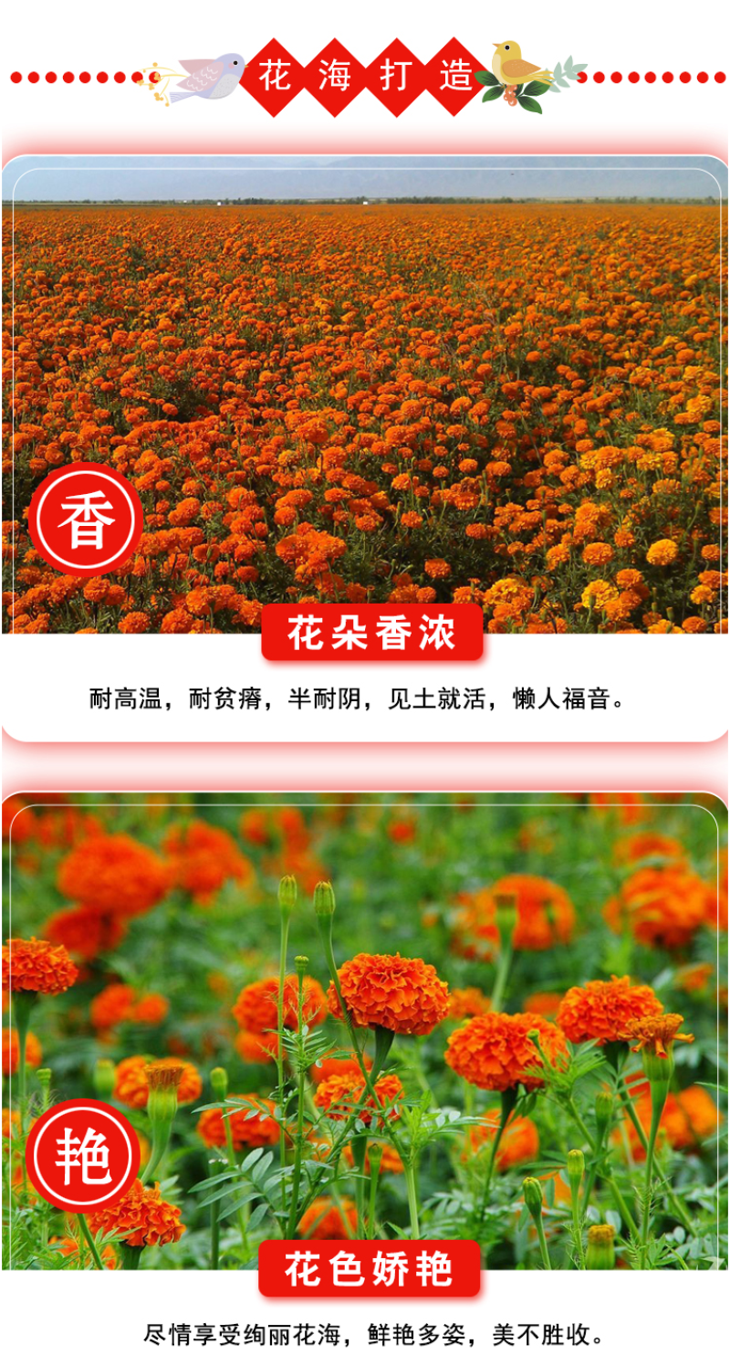 新万寿菊种子臭芙蓉万寿灯蜂窝菊臭菊花蝎子菊金菊花春秋播种