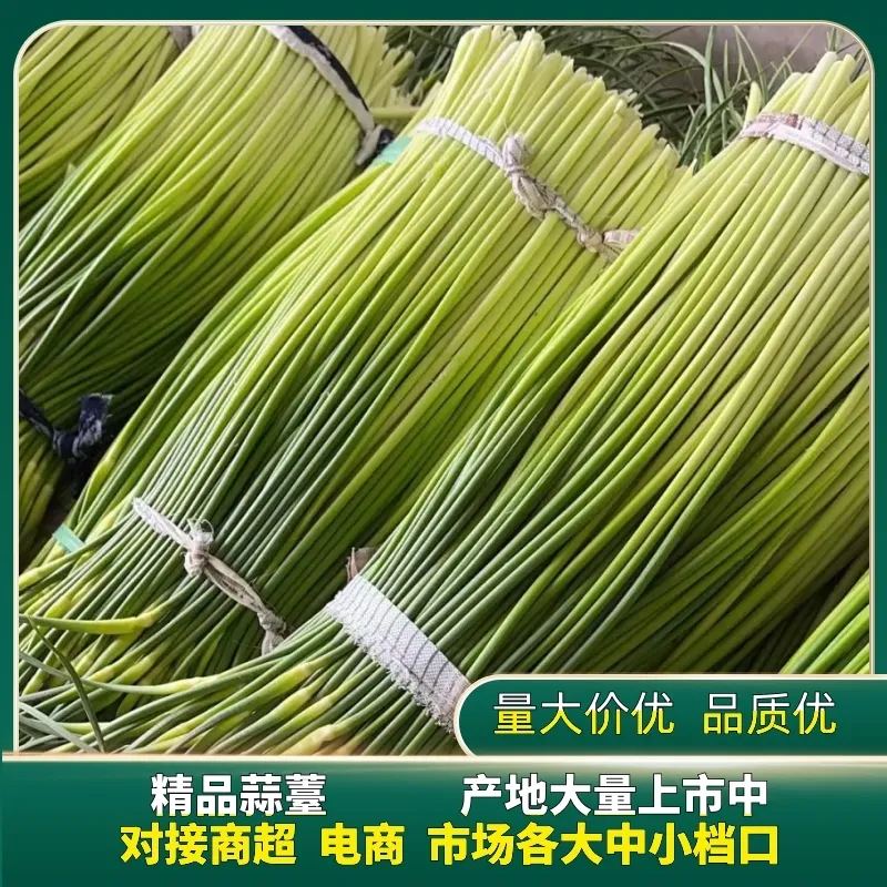 【优选】红帽蒜苔蒜薹现货对接市场电商商超
