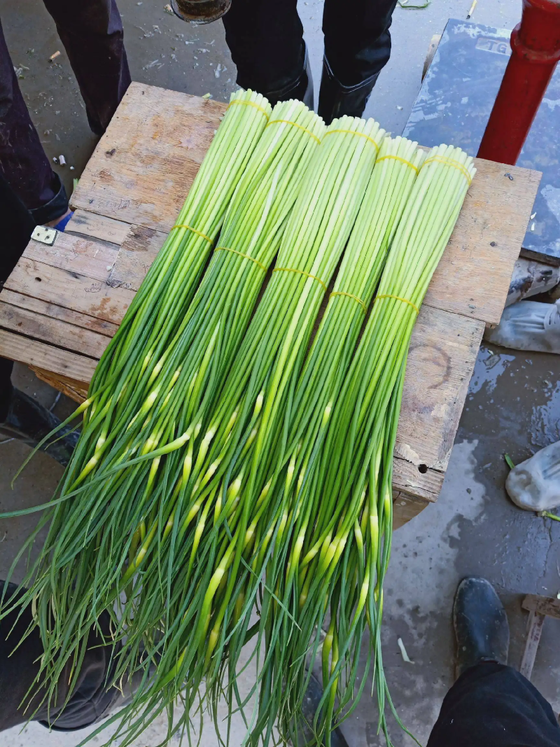 【优选】红帽蒜苔蒜薹现货对接市场电商商超