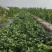 菏泽青毛豆，基地种植。保质保量。台湾75-3毛豆