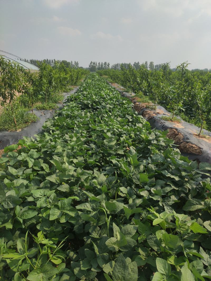 菏泽青毛豆，基地种植。保质保量。台湾75-3毛豆