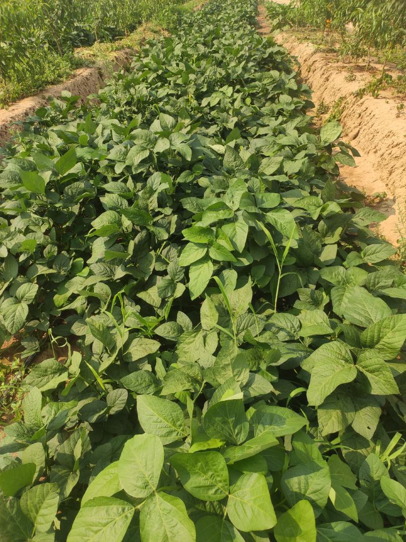 菏泽青毛豆，基地种植。保质保量。台湾75-3毛豆
