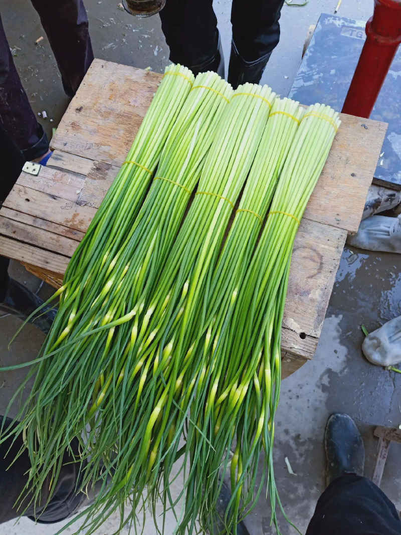 【优选】蒜苔白帽蒜苔基地直供全国发货对接市场电商商超